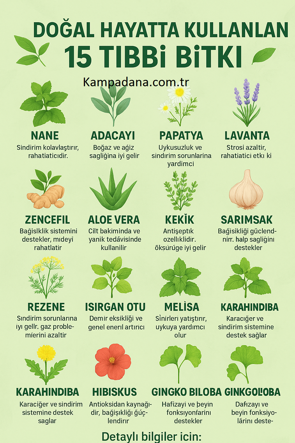 Doğada Hayat Kurtaran Bitkiler