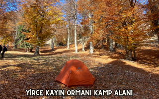 Yirce Kayın Ormanı Kamp Alanı